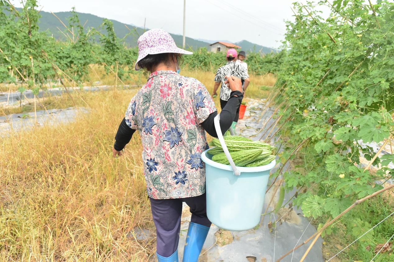 昭平镇未来城市蓝图，最新发展规划揭秘